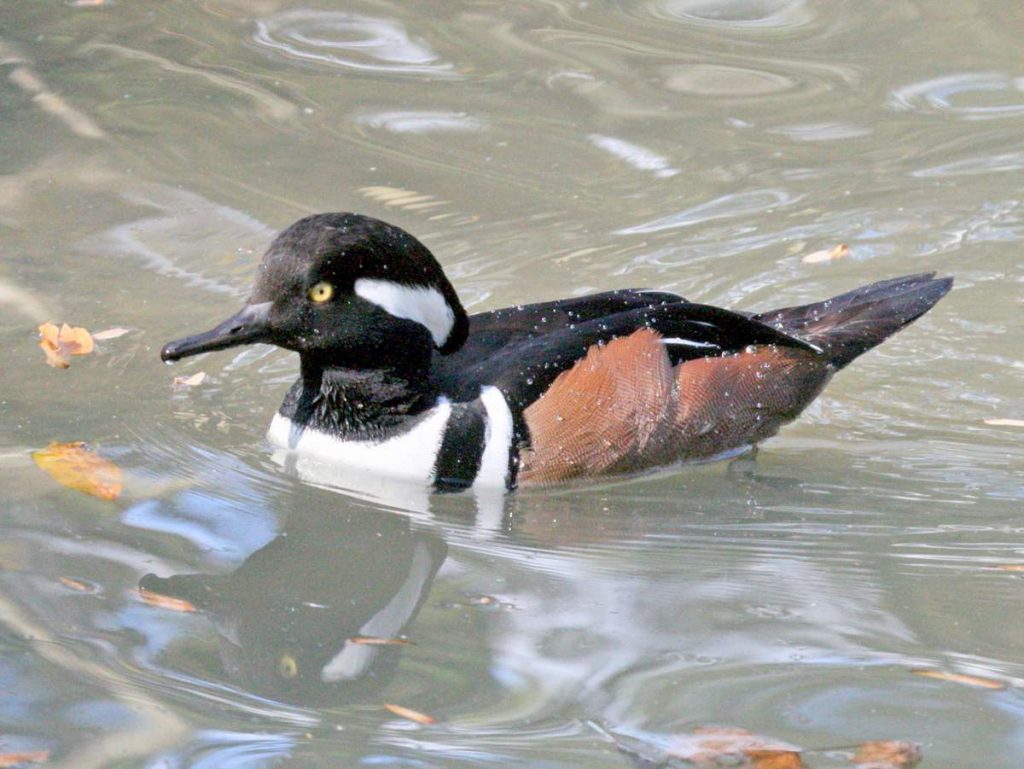 Хохлатый крохаль Lophodytes cucullatus