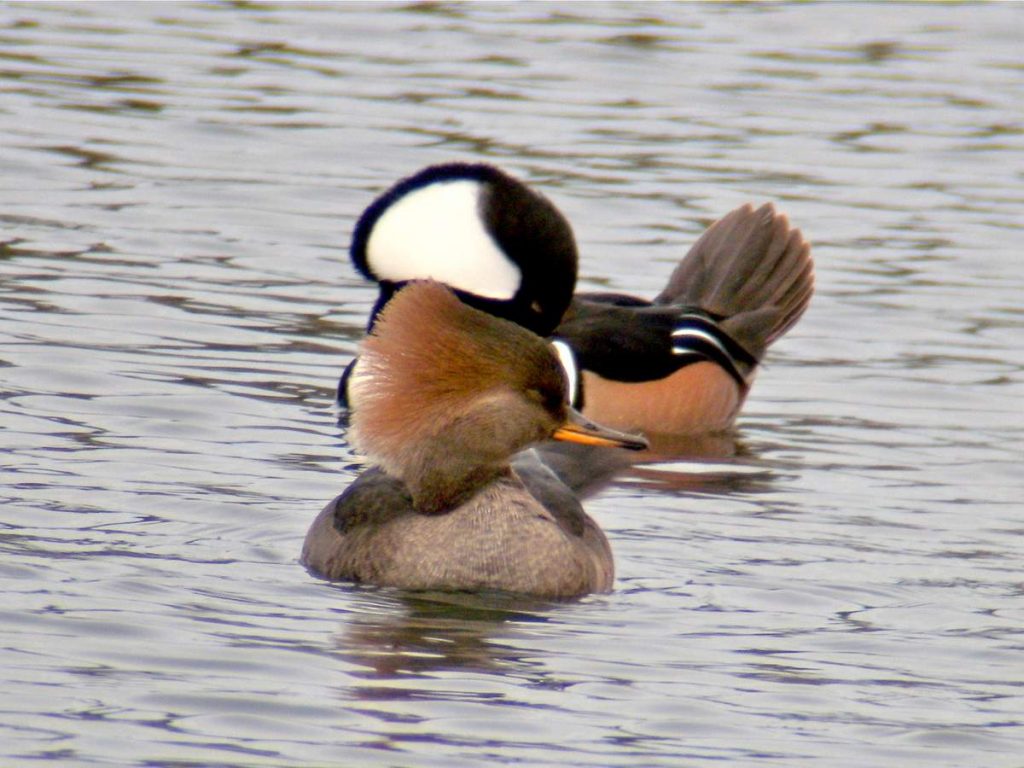 Хохлатый крохаль Lophodytes cucullatus