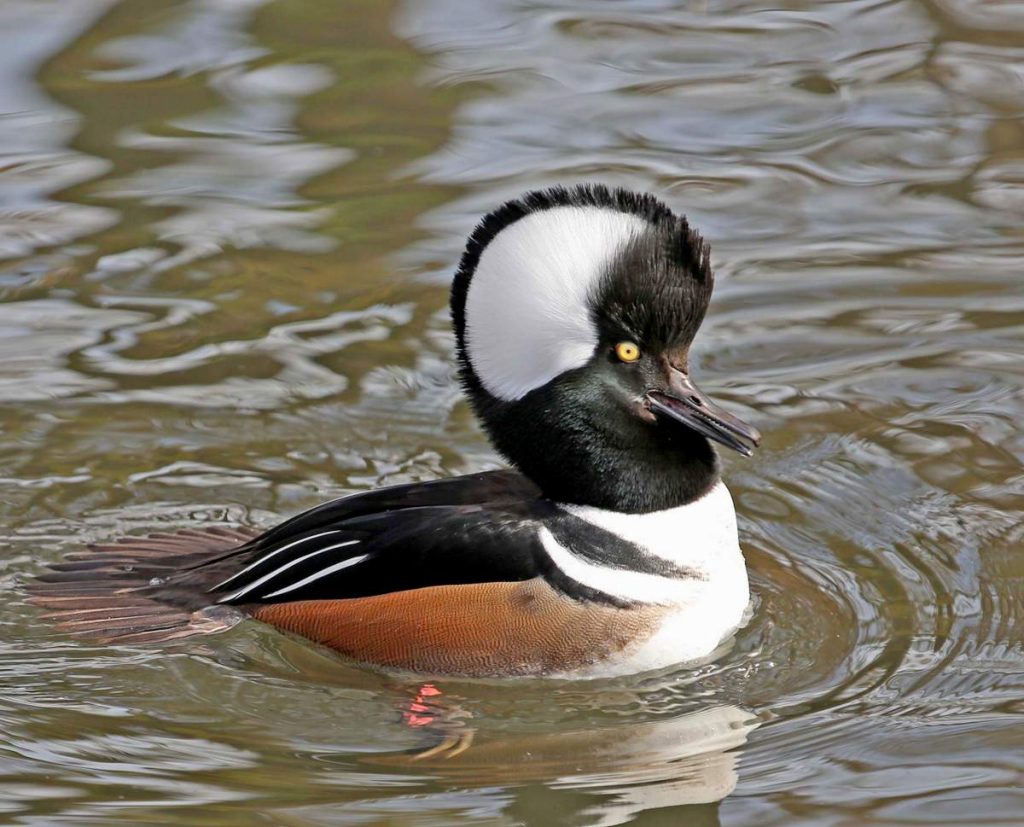 Хохлатый крохаль Lophodytes cucullatus