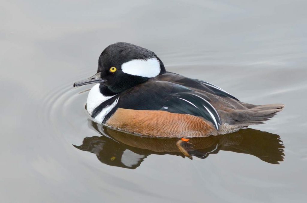 Хохлатый крохаль Lophodytes cucullatus