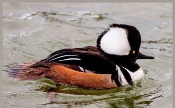 Капюшоновый крохаль: вся информация об американской утке Хохлатый крохаль Lophodytes cucullatus