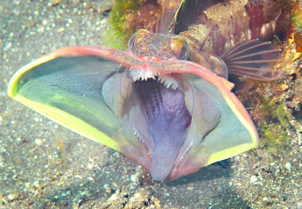 Морская собачка щучья (Neoclinus blanchardi)