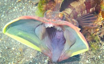 Морская щучья собачка – фото необычной рыбы-агрессора Морская собачка щучья (Neoclinus blanchardi)