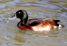 Бэров нырок: фото необычной утки, где живет нырок? Нырок Бэра (Aythya baeri)
