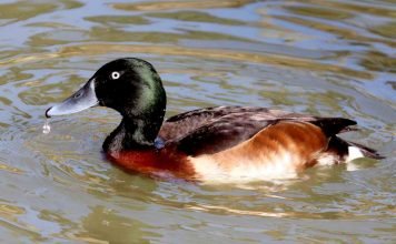 Бэров нырок: фото необычной утки, где живет нырок? Нырок Бэра (Aythya baeri)