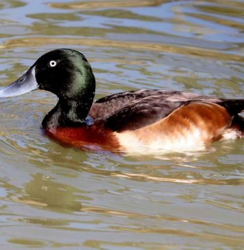 Бэров нырок: фото необычной утки, где живет нырок? Нырок Бэра (Aythya baeri)