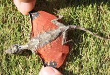 Летающая ящерица, или летучий дракон: фото рептилии Обыкновенный летучий дракон, летающая ящерица (Draco volans)