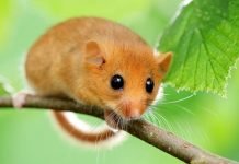 Орешниковая соня: что за зверек? Орешниковая соня Muscardinus avellanarius