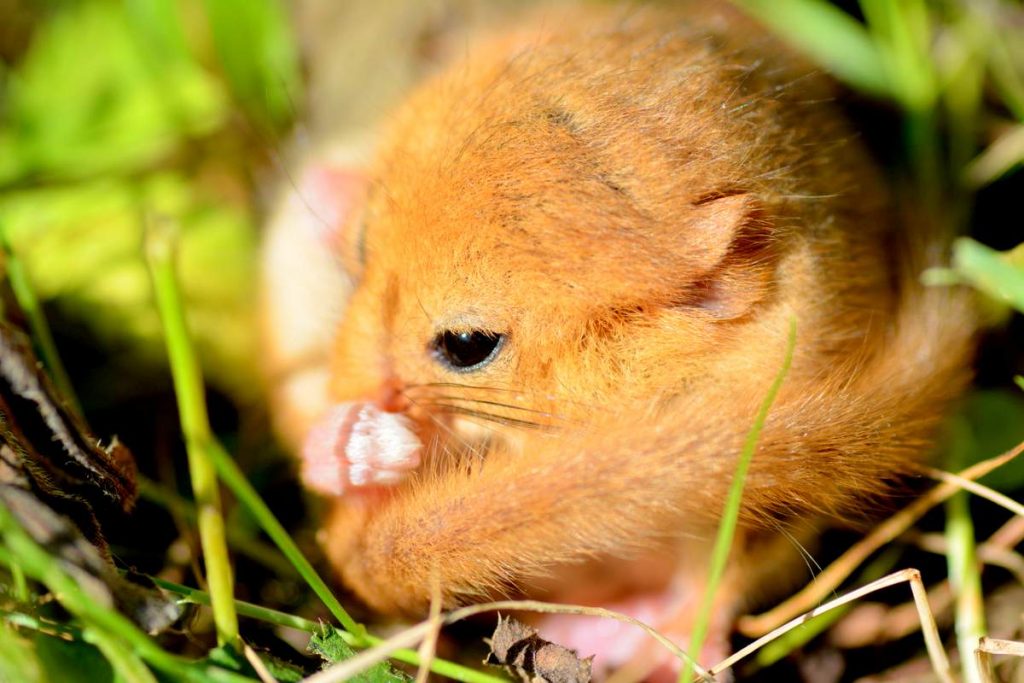 Орешниковая соня Muscardinus avellanarius 