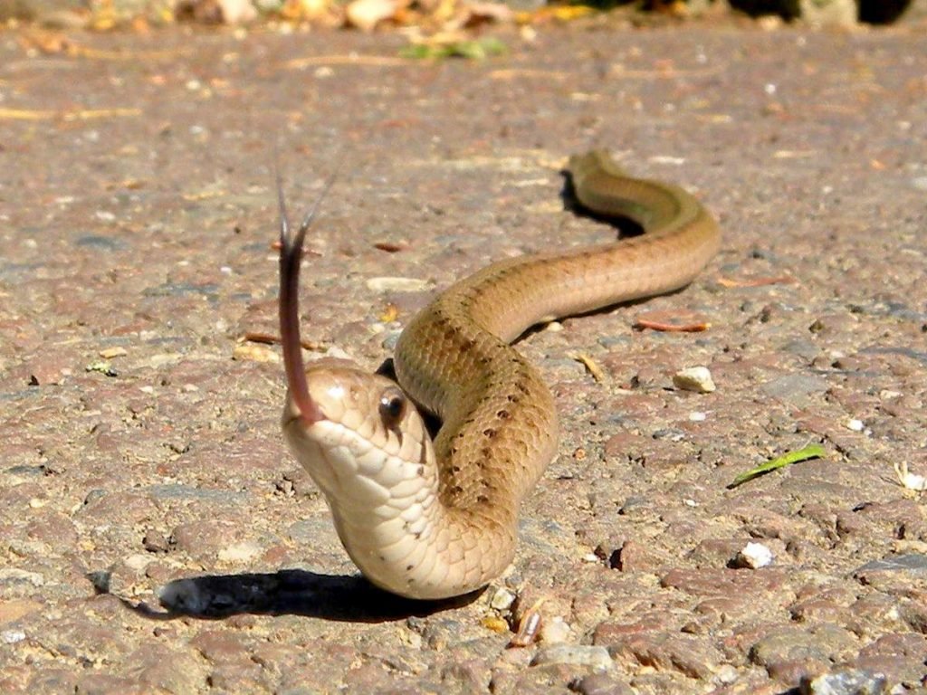 Змея Декея (Storeria dekayi)