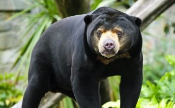 Шокирующее видео голодающих медведей в зоопарке Индонезии Голодающие медведи из индонезийского зоопарка, скорее всего, относятся к малайским медведям – бируангам.