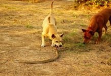 Собаки спасли хозяйку от ядовитой змеи (видео). Собаки спасли жительницу Таиланда от королевской кобры, случайно оказавшейся в ее саду.