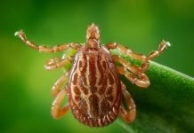 Amblyomma maculatum — опасное животное-паразит Amblyomma maculatum