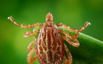 Amblyomma maculatum — опасное животное-паразит Amblyomma maculatum