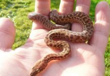 Карликовый питон из Австралии: места обитания, фото Antaresia perthensis