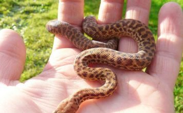 Карликовый питон из Австралии: места обитания, фото Antaresia perthensis