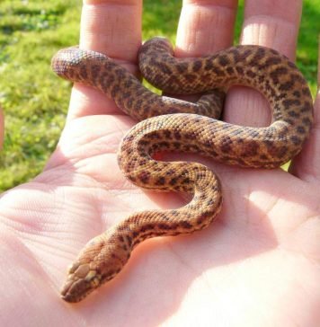 Карликовый питон из Австралии: места обитания, фото Antaresia perthensis
