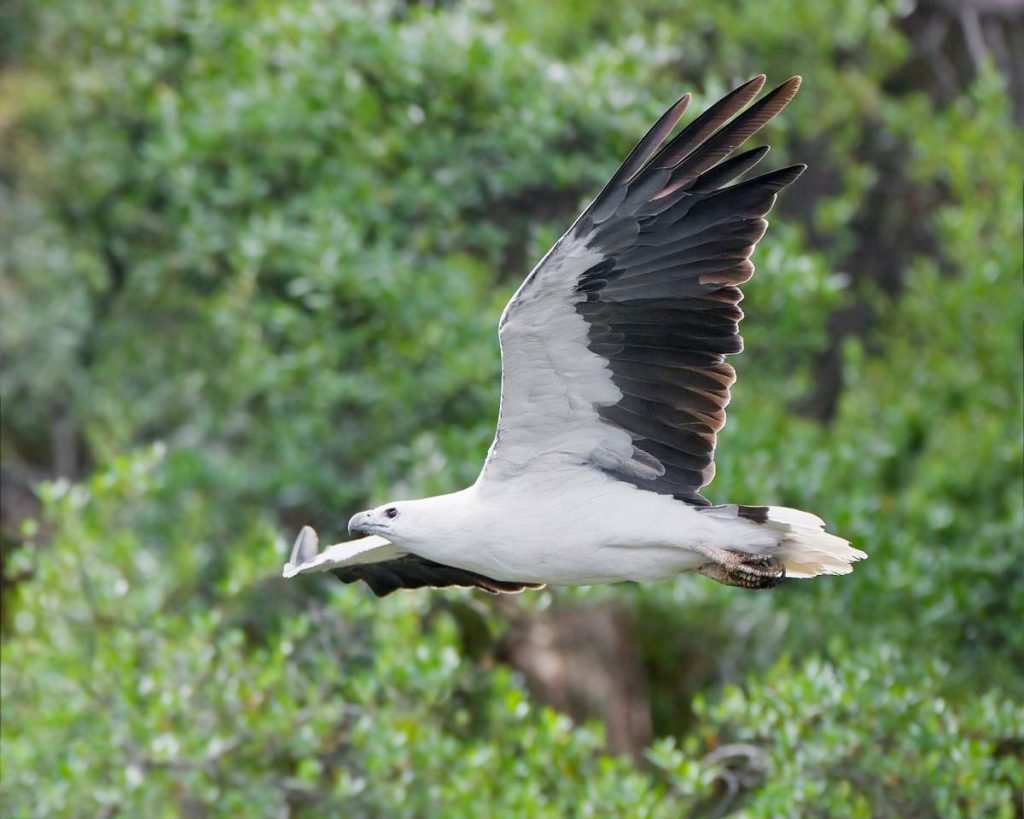 Белобрюхий орлан (Haliaeetus leucogaster)