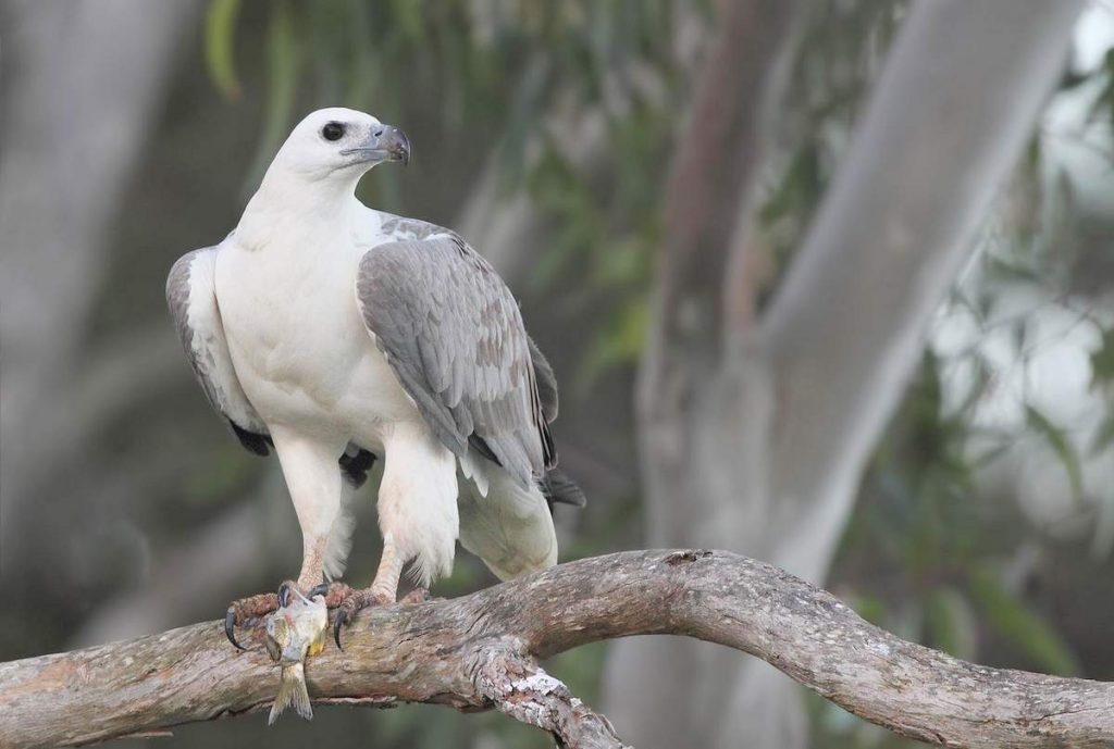 Белобрюхий орлан (Haliaeetus leucogaster)