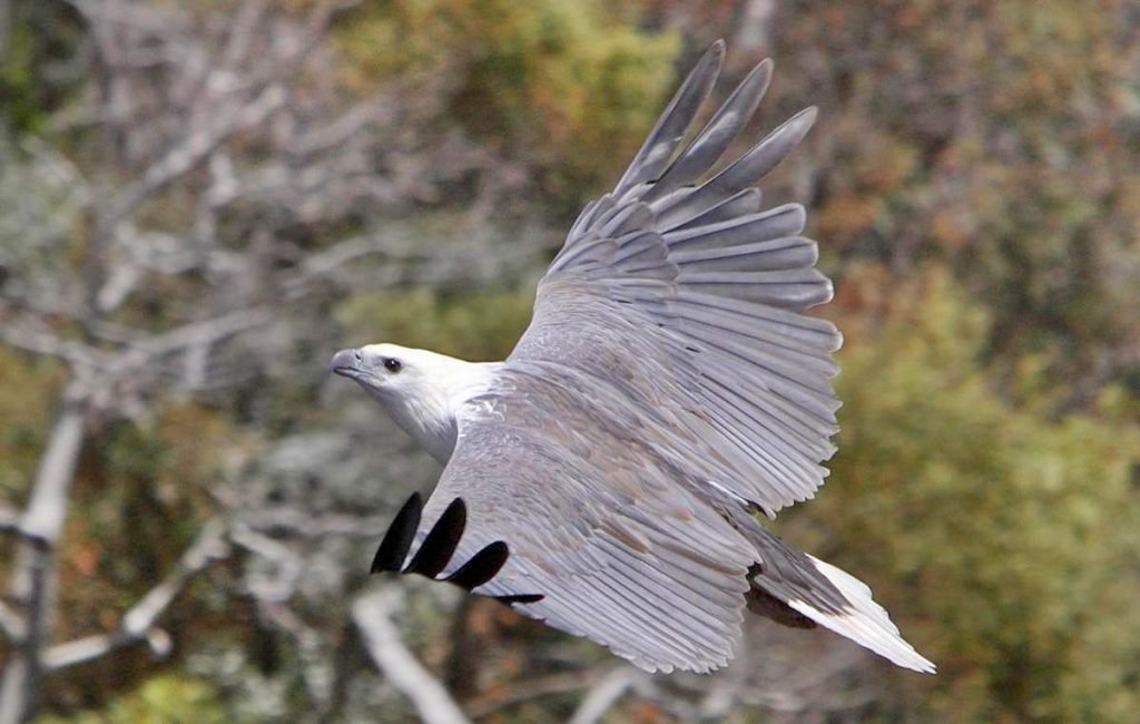 Белобрюхий орлан (Haliaeetus leucogaster)