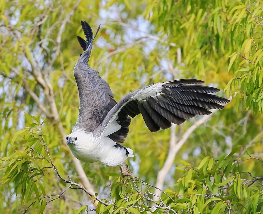 Белобрюхий орлан (Haliaeetus leucogaster)