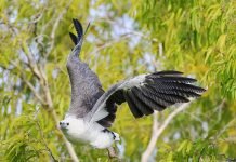 Белобрюхий орлан – птица из Австралии: фото Белобрюхий орлан (Haliaeetus leucogaster)