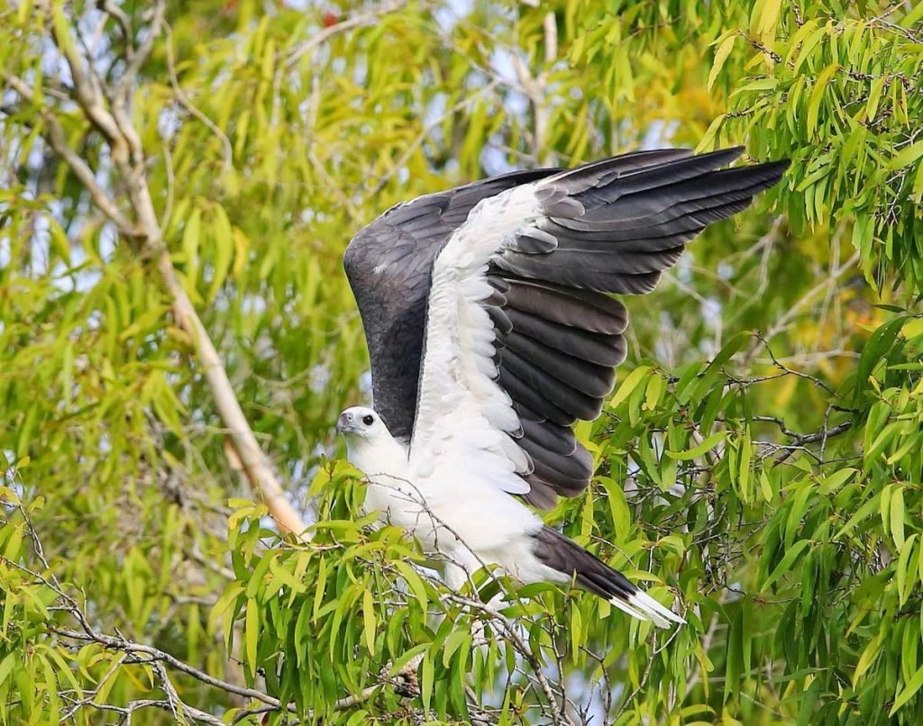 Белобрюхий орлан (Haliaeetus leucogaster)