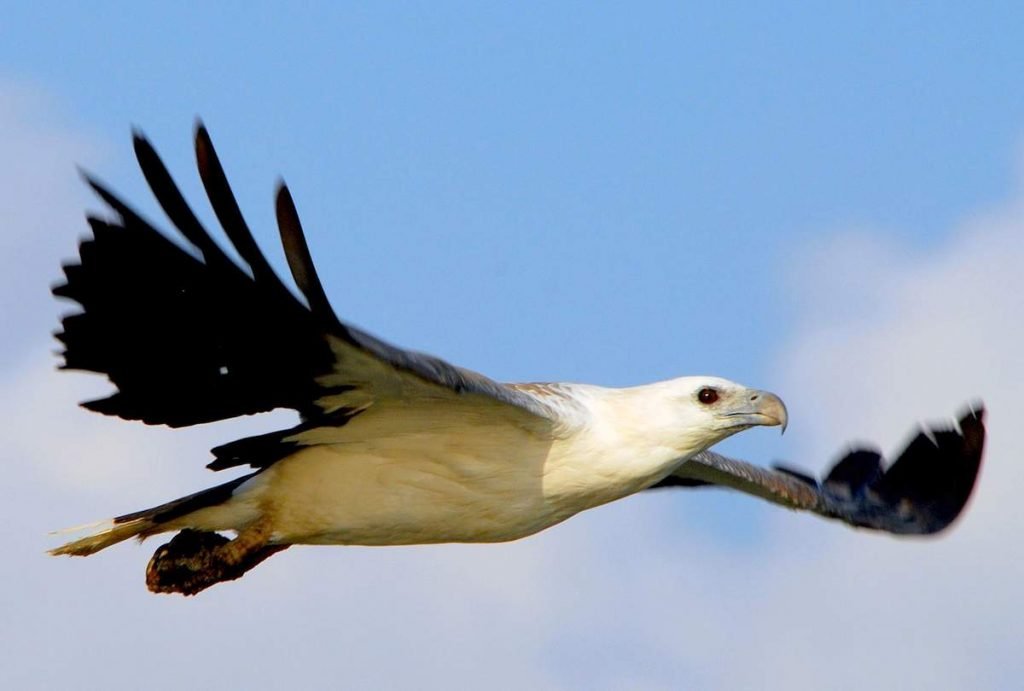 Белобрюхий орлан (Haliaeetus leucogaster)