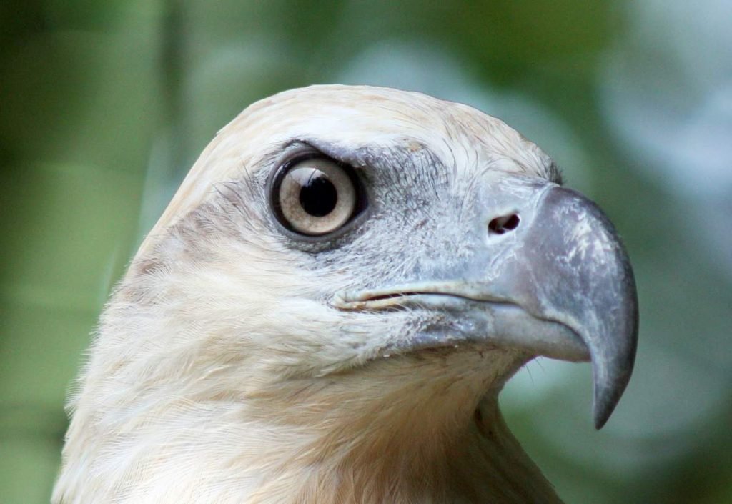 Белобрюхий орлан (Haliaeetus leucogaster)