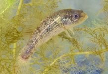 Европейская евдошка, описание, фото мелкой щуки Европейская евдошка (Umbra krameri)