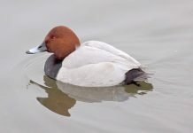 Нырок красноголовый – яркая чернеть: фото, описание Красноголовый нырок (Aythya ferina)