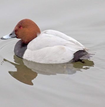 Нырок красноголовый – яркая чернеть: фото, описание Красноголовый нырок (Aythya ferina)