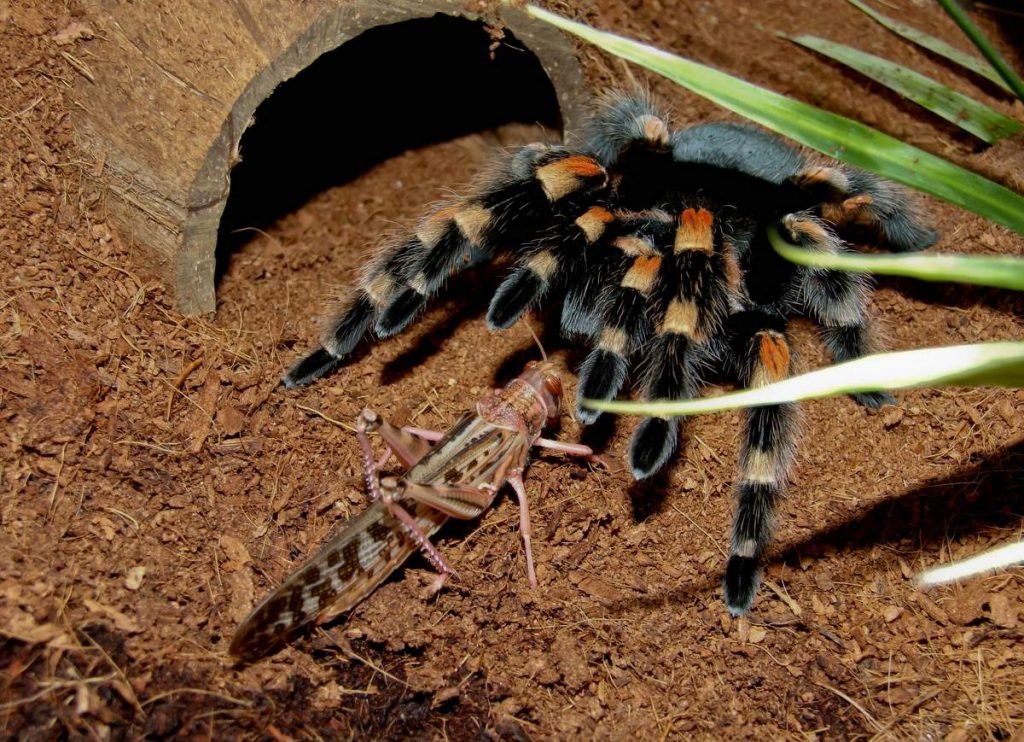 Мексиканский красноколенный тарантул (Brachypelma smithi)