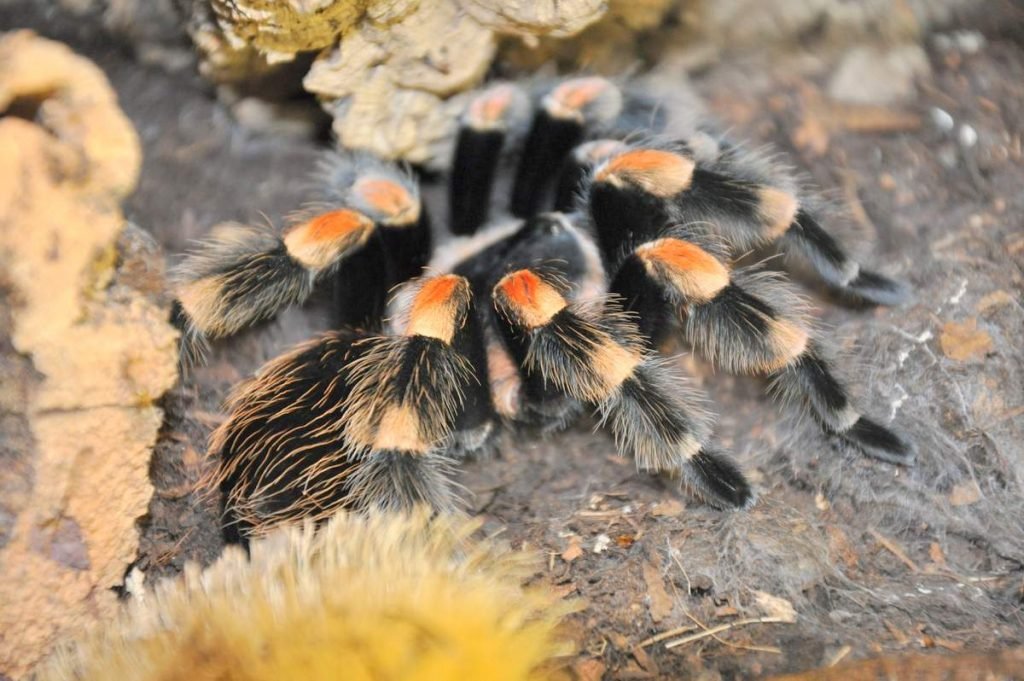 Мексиканский красноколенный тарантул (Brachypelma smithi)