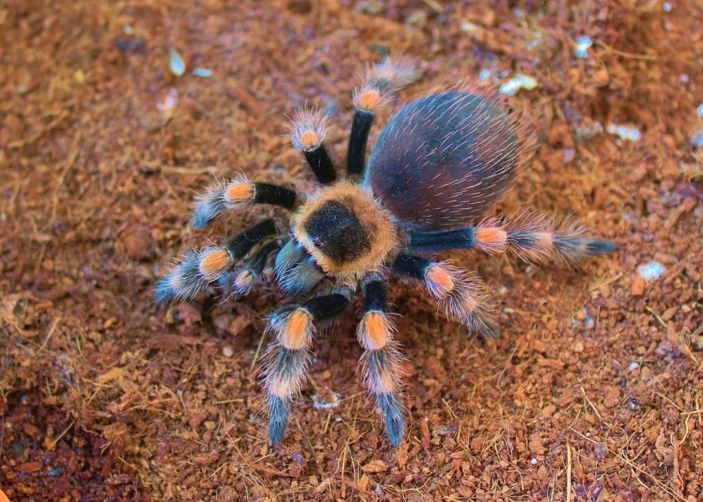 Мексиканский красноколенный тарантул (Brachypelma smithi)