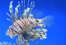 Рыба-зебра: описание, фото, особенности поведения Рыба-зебра (Pterois volitans)