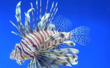 Рыба-зебра: описание, фото, особенности поведения Рыба-зебра (Pterois volitans)