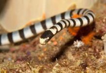 Желтогубый морской крайт: что за животное. Фото крайта Желтогубый морской крайт (Laticauda colubrina)