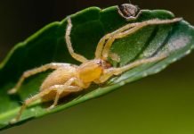 Желтосумный паук, описание и фото паука Желтосумный паук Cheiracanthium inclusum