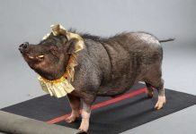 Теперь нью-йоркские патрульные – свиньи Нью-йоркские улицы патрулируют карликовые свиньи.