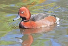 Белоглазый нырок: фото, описание вида Белоглазый нырок (Aythya nyroca)