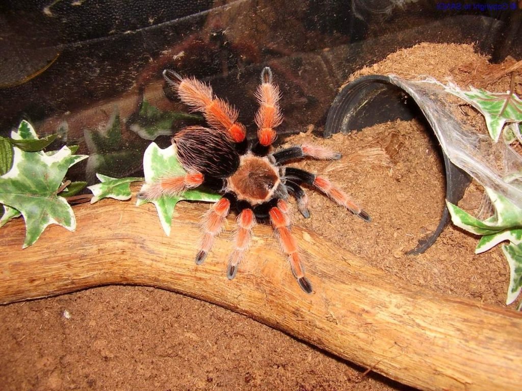 Brachypelma boehmei