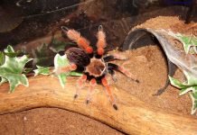 Брахипельма Бёме – паук-птицеед: вся информация Brachypelma boehmei