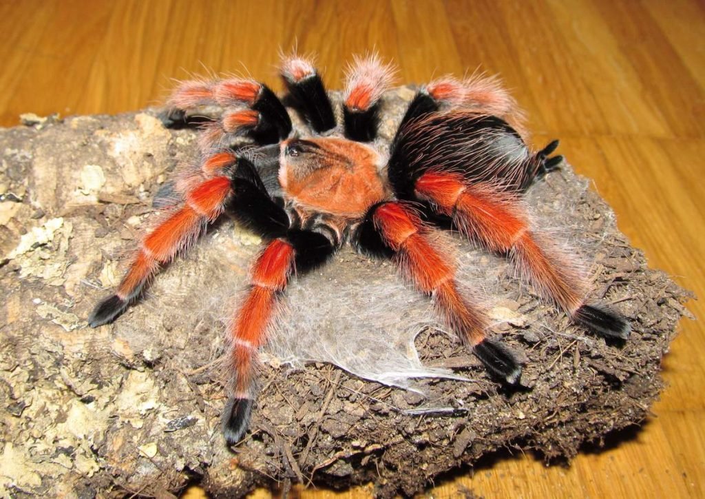 Brachypelma boehmei