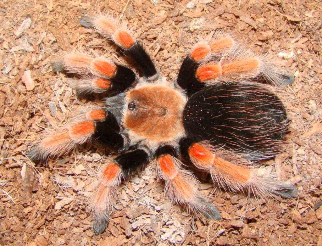 Brachypelma boehmei