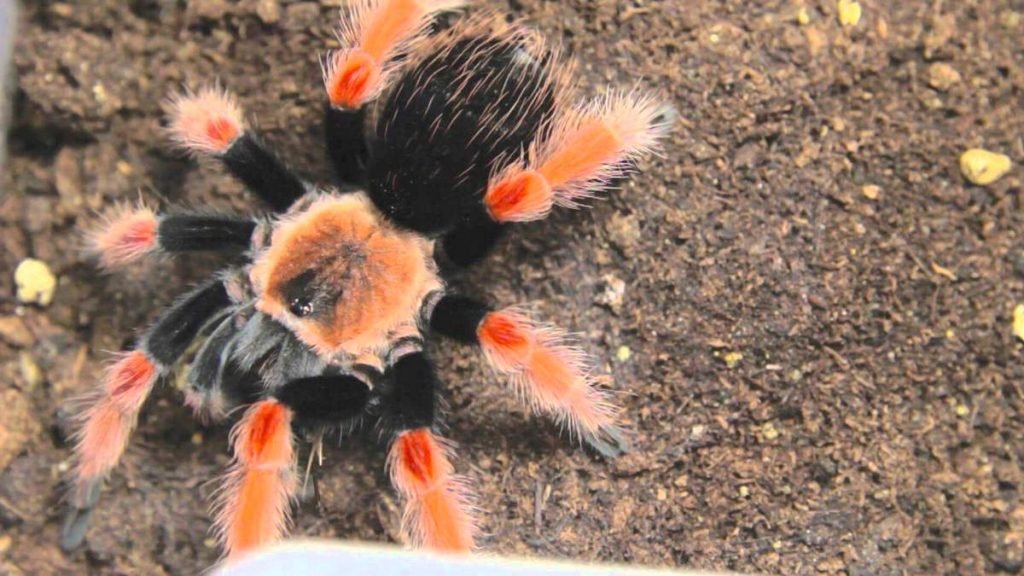 Brachypelma boehmei