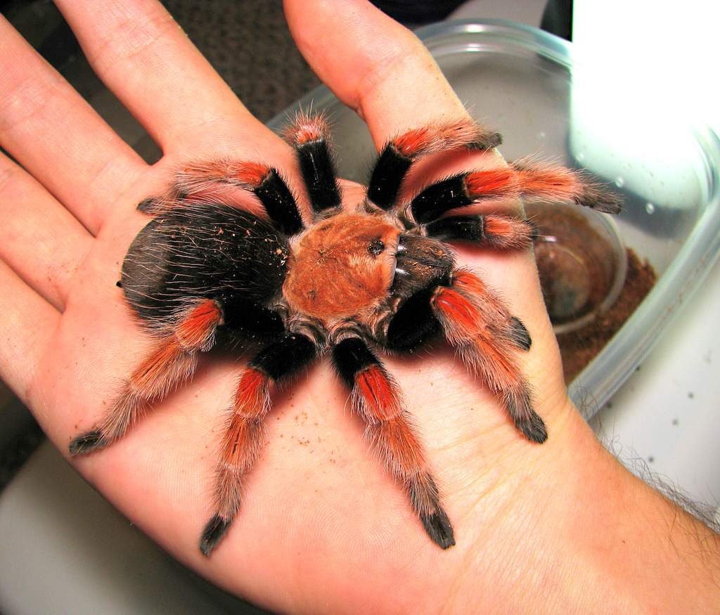 Brachypelma boehmei