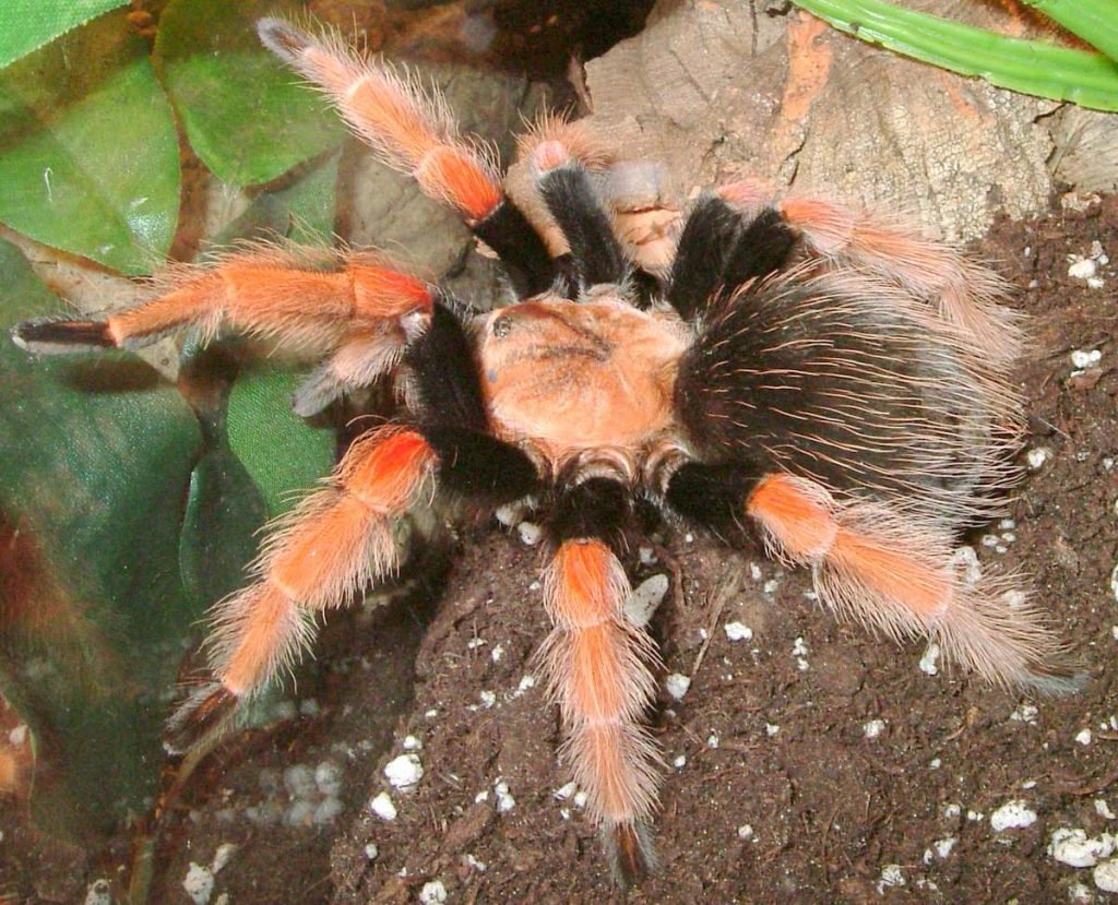 Brachypelma boehmei