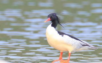 Все о чешуйчатом крохале, фото древней утки Чешуйчатый крохаль (Mergus squamatus)