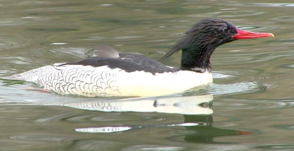 Чешуйчатый крохаль (Mergus squamatus)